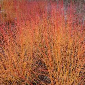 Dogwood 'Midwinter Fire'