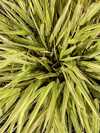 Grasses, Hakone 'Lemon Zest'