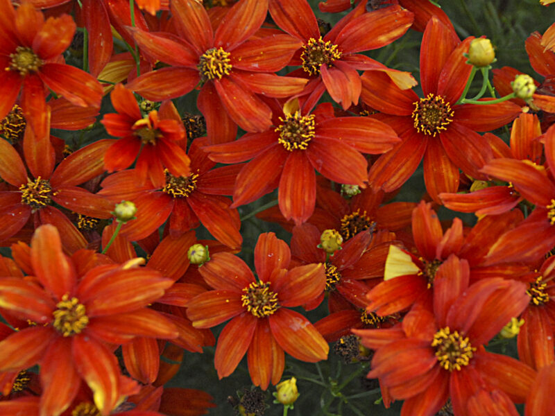 Coreopsis 'Sizzle & Spice Crazy Cayenne'