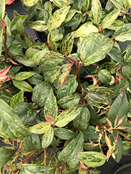 Rainbow Fetterbush