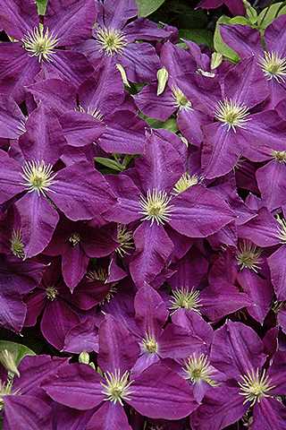 Clematis 'Jackmanii'