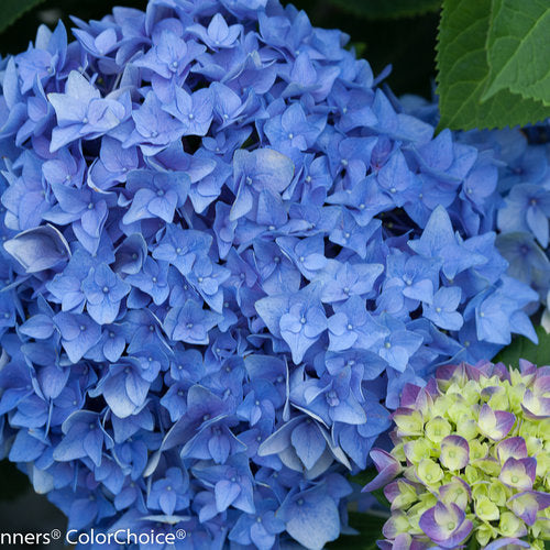 Hydrangea 'Let's Dance Rhythmic Blue' PW