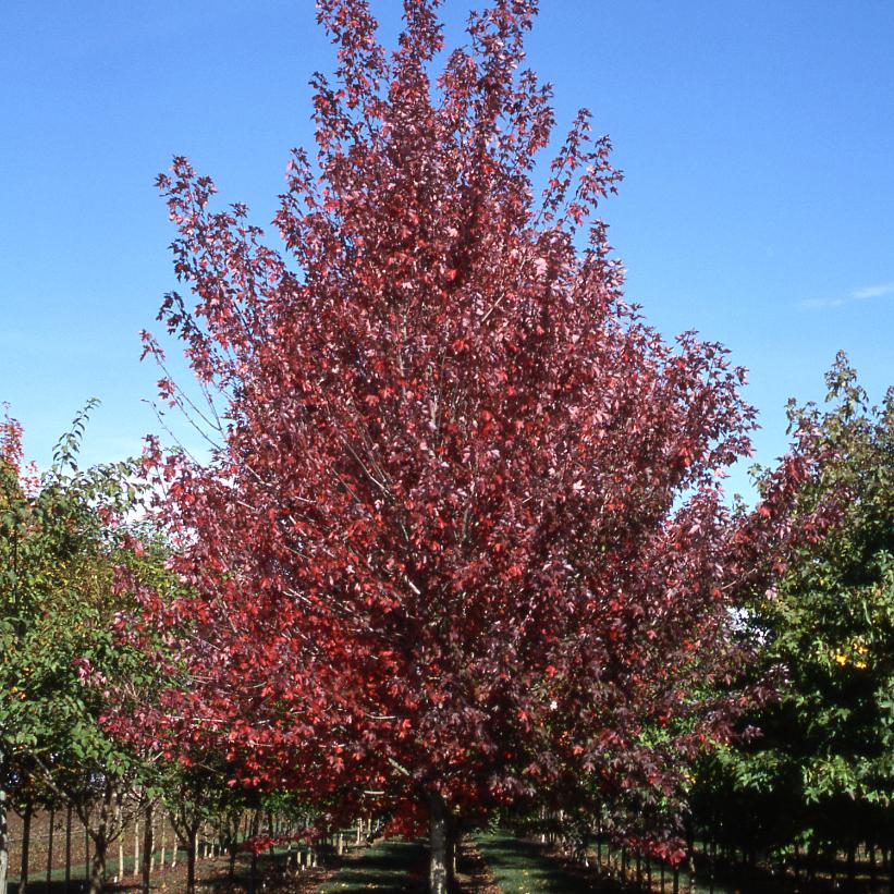 Maple, Red 'Redpointe'