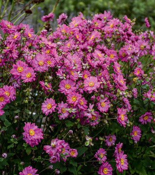 Anemone 'Fall in Love Sweetly' PW