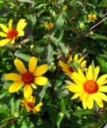 False Sunflower 'Summer Nights'