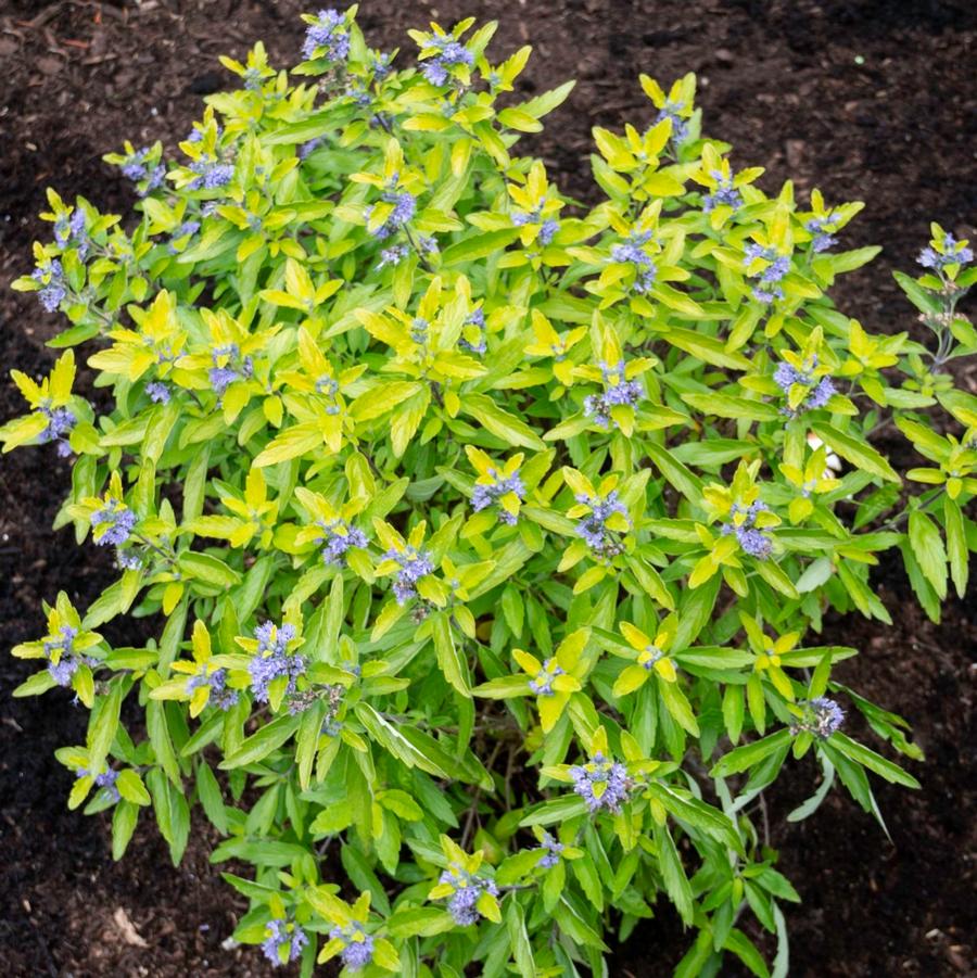 Bluebeard 'Minigold Beekeeper'