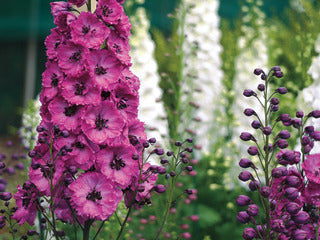 Delphinium, New Zealand 'Pink Punch'