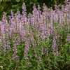 Hyssop 'Blue Bayou'