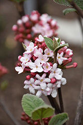 Viburnum, Koreanspice 'Spice Girl' PW