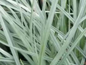 Grasses, Blue Sedge