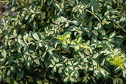 Euonymus Wintercreeper 'Moonshadow'