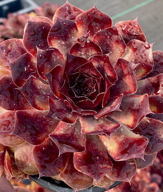 Hens & Chicks, Chick Charms 'Choco Latte'