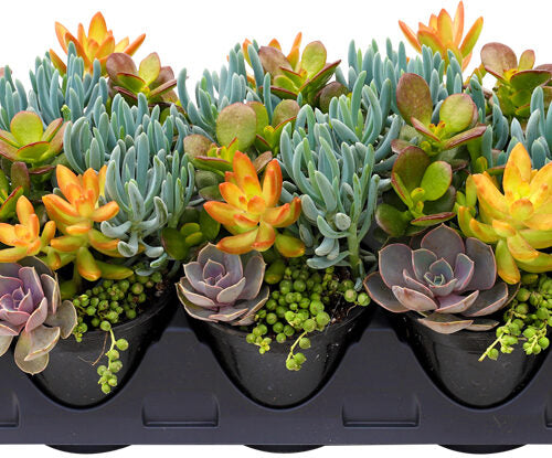 Succulent Living Canvas 'Seaside Suntan'