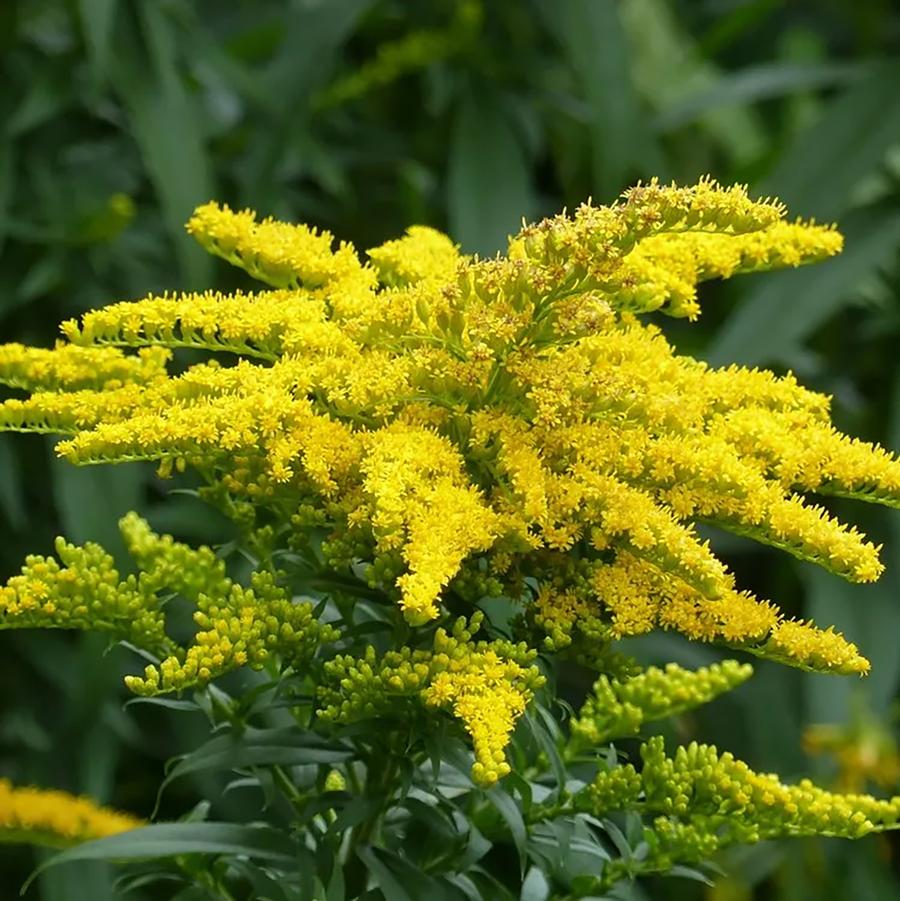 Canadian Goldenrod