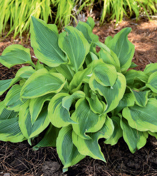 Hosta 'Atlantis'