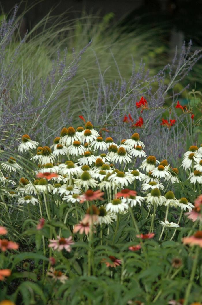 Coneflower 'White Swan'