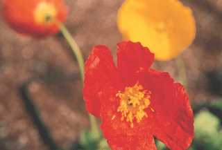 Poppy, Iceland 'Garden Gnome'