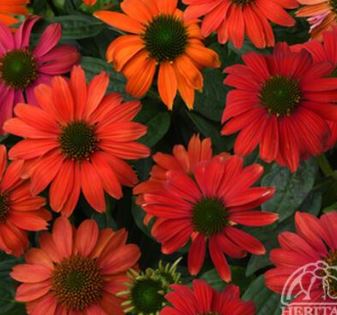Coneflower 'Red Ombre'