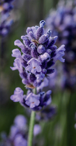 English Lavender 'Superblue'