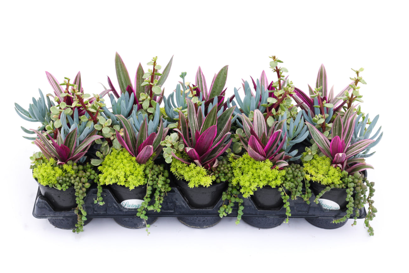 Succulent Living Canvas 'Lakeside Lemonade'