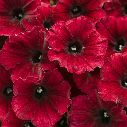 PW 4.25" Petunia Supertunia