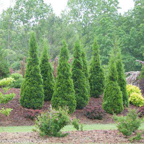 Cedar 'North Pole' PW