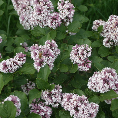 Lilac, Tree Form 'Baby Kim' PW