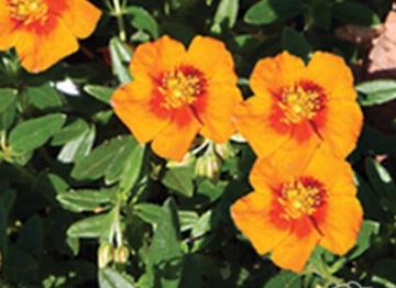 Rock Rose 9cm