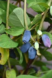 Honeyberry 'Honey Bee'
