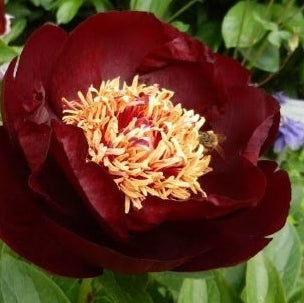 Peony 'Dark Eyes'