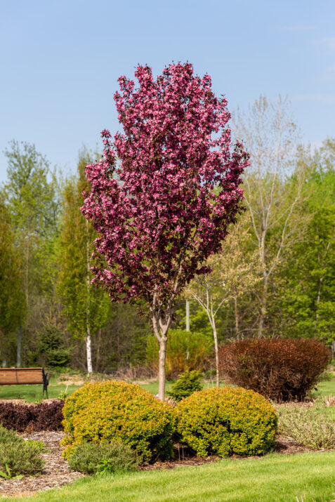 Crabapple 'Gladiator'