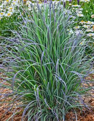 Grasses, Little Bluestem 'Twilight Zone'