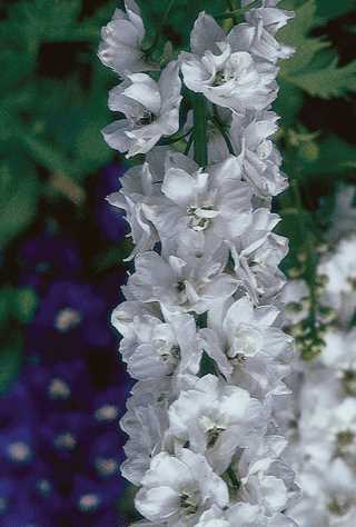 Delphinium 'Magic Fountains Pure White'