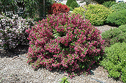 Weigela 'Minuet'