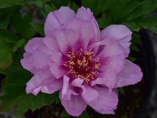 Peony 'First Arrival'
