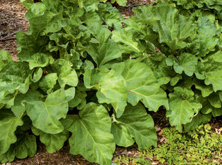 Rhubarb 'Chipman's Canada Red'