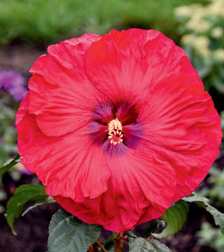 Hibiscus 'Summerific Valentine's Crush' PW