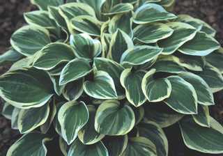 Hosta 'Cameo'