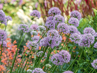 Ornamental Onion 'Summer Beauty'