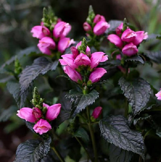 Turtlehead, Pink 'Tiny Tortuga'