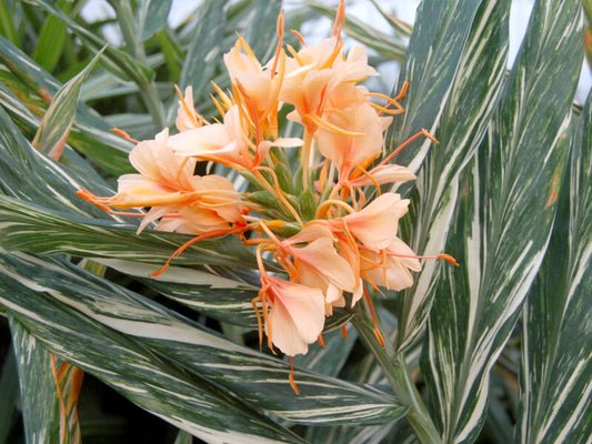 Ginger Lily 'Tahitian Flame'