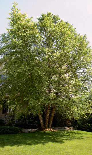 Birch, River 'Heritage'