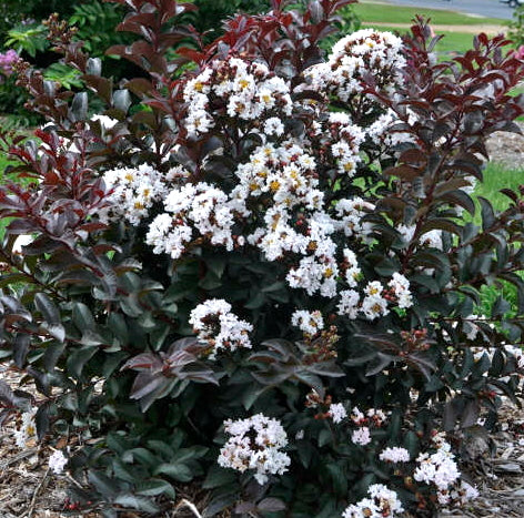 Crepe Myrtle 'Like a Latte'