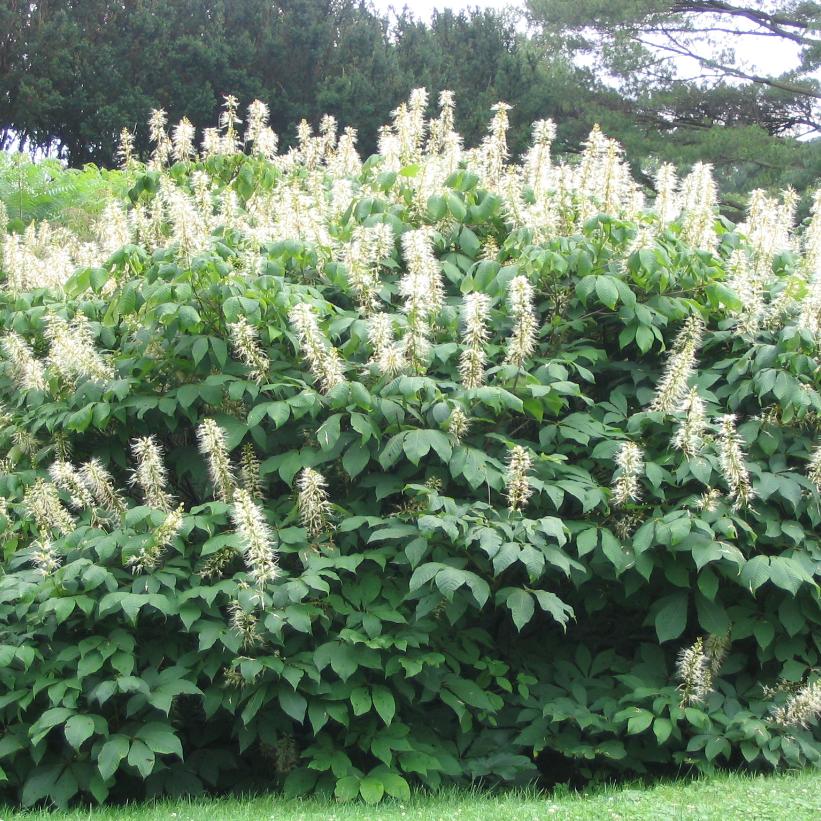 Bottlebrush Buckeye