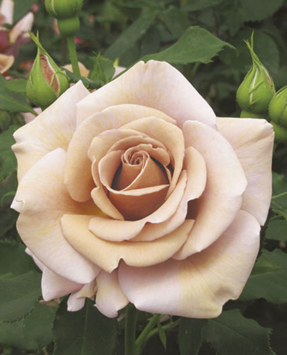 Rose, Floribunda 'Koko Loko'