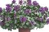 Lamium 'Dark Purple'