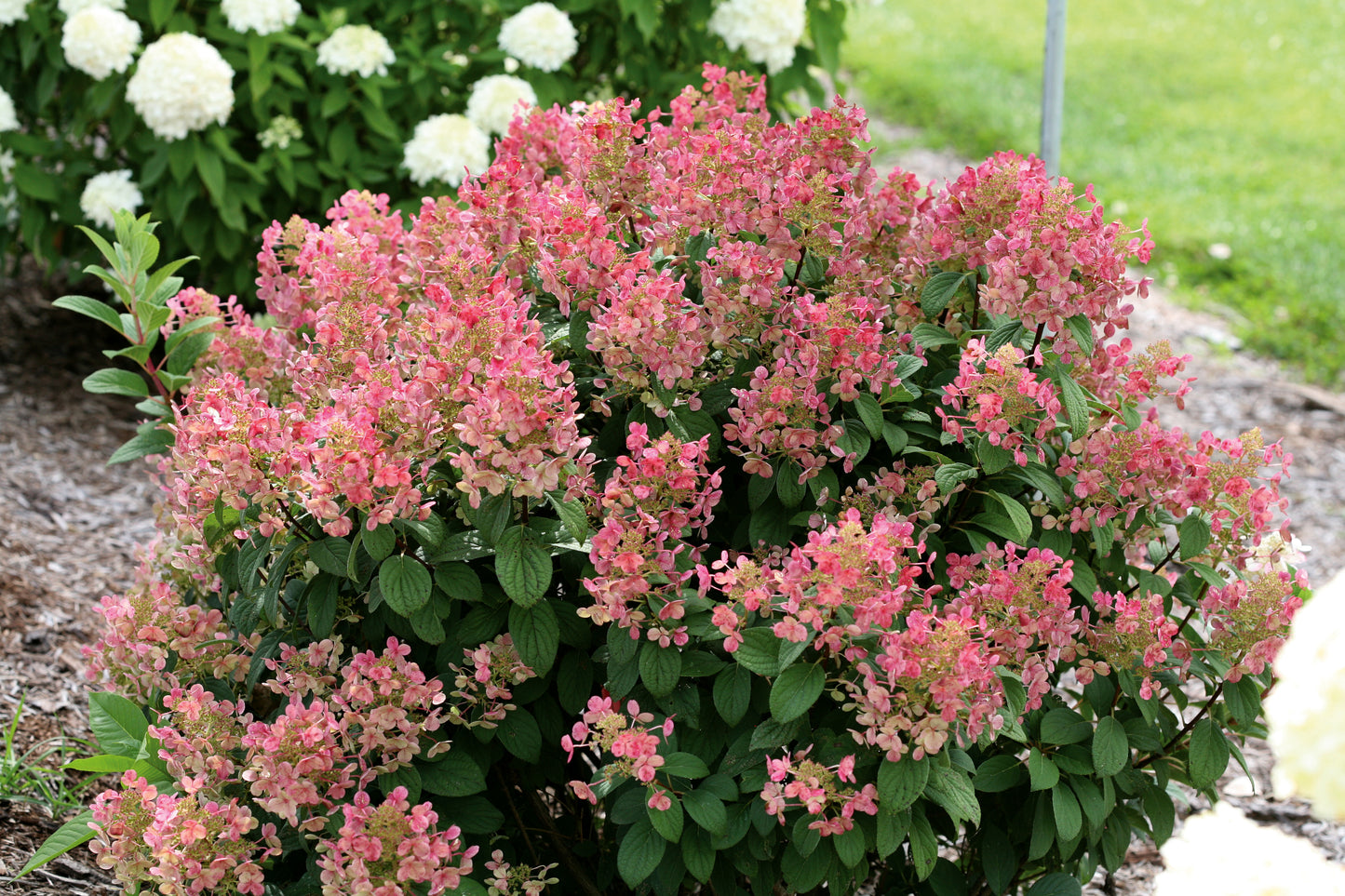 Hydrangea 'Little Quick Fire' PW