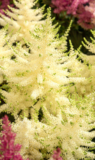 Astilbe 'Mojito'