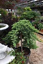 Juniper, Tree Form 'Blue Rug'