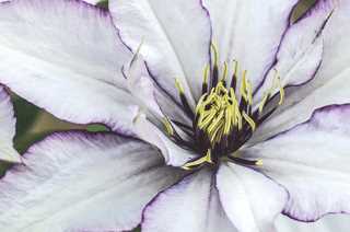 Clematis Combo 'Crystal Fountain & Samaritan Jo'